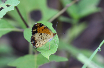 Pearl Crescent female